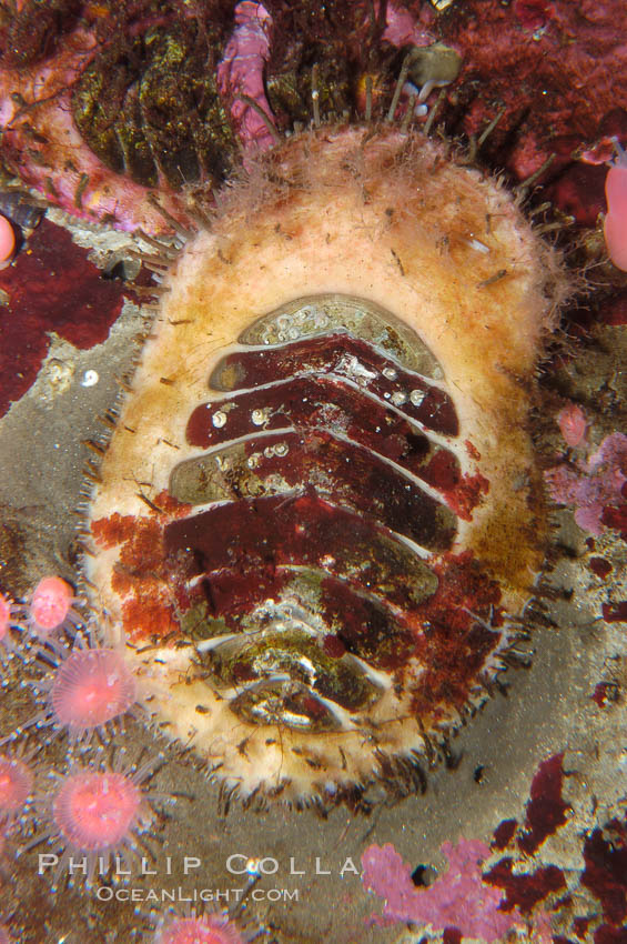 Carnivorous chiton., Placiphorella velata, natural history stock photograph, photo id 08943