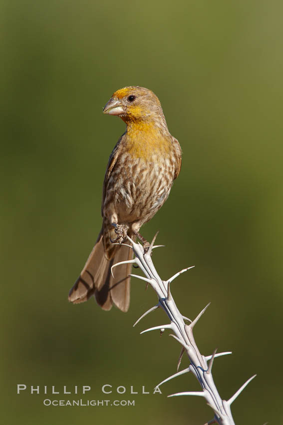 House finch, immature. Amado, Arizona, USA, Carpodacus mexicanus, natural history stock photograph, photo id 22926