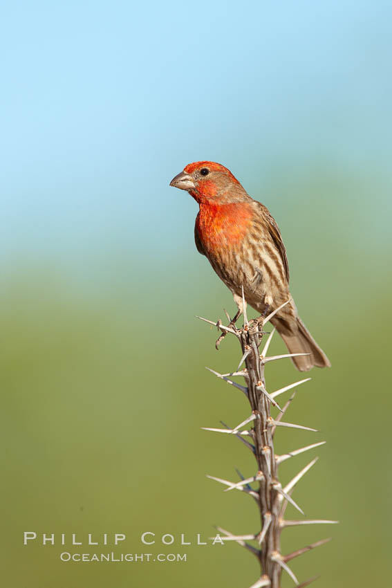 House finch, male. Amado, Arizona, USA, Carpodacus mexicanus, natural history stock photograph, photo id 22986