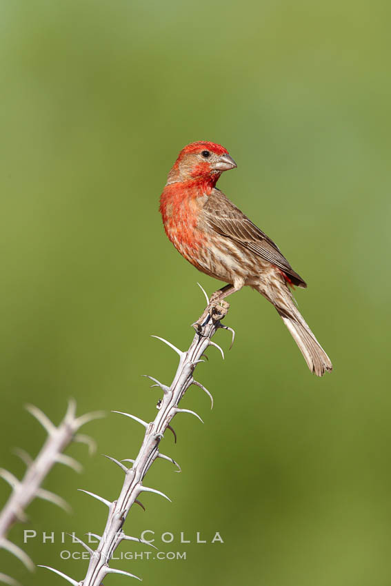 House finch, male. Amado, Arizona, USA, Carpodacus mexicanus, natural history stock photograph, photo id 22990