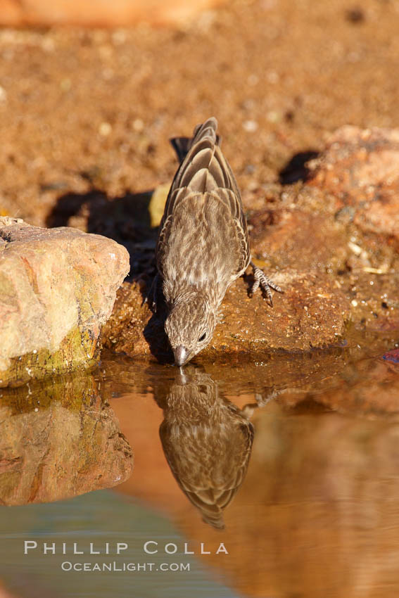 House finch, female. Amado, Arizona, USA, Carpodacus mexicanus, natural history stock photograph, photo id 23058