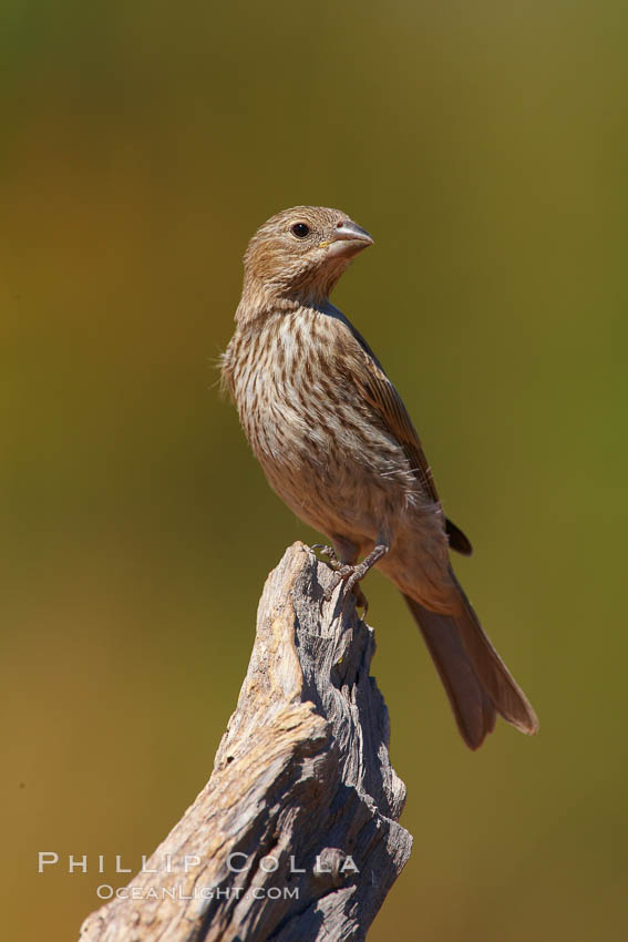 House finch, female. Amado, Arizona, USA, Carpodacus mexicanus, natural history stock photograph, photo id 23000