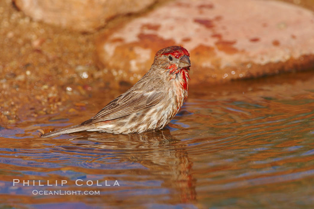 House finch, male. Amado, Arizona, USA, Carpodacus mexicanus, natural history stock photograph, photo id 22951