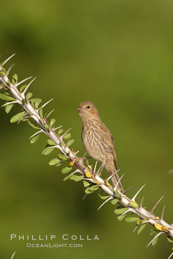 House finch, female. Amado, Arizona, USA, Carpodacus mexicanus, natural history stock photograph, photo id 22983