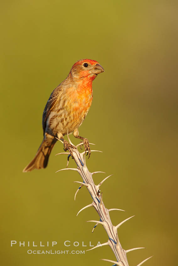 House finch, immature. Amado, Arizona, USA, Carpodacus mexicanus, natural history stock photograph, photo id 22901