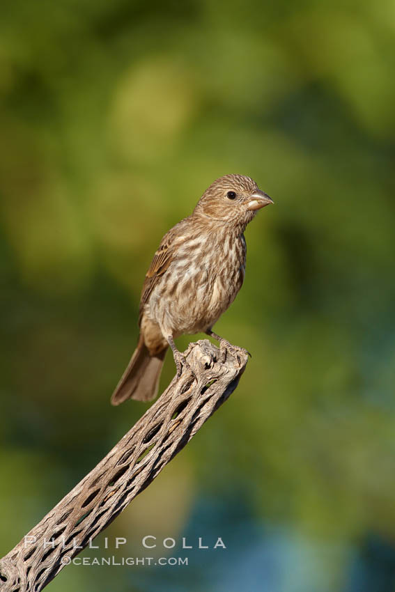 House finch, female. Amado, Arizona, USA, Carpodacus mexicanus, natural history stock photograph, photo id 22909