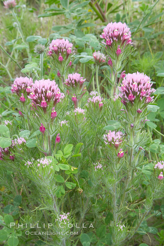 Purple owls clover blooms in spring. San Elijo Lagoon, Encinitas, California, USA, Castillejo exserta, natural history stock photograph, photo id 11518