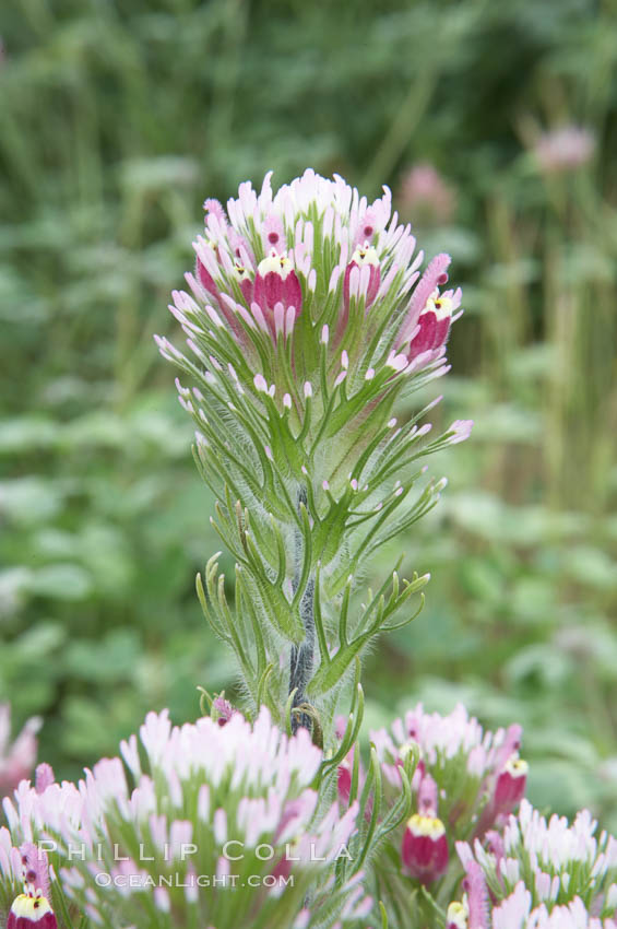 Purple owls clover blooms in spring. San Elijo Lagoon, Encinitas, California, USA, Castillejo exserta, natural history stock photograph, photo id 11528