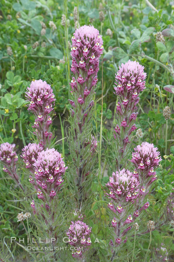 Purple owls clover blooms in spring. San Elijo Lagoon, Encinitas, California, USA, Castillejo exserta, natural history stock photograph, photo id 11521