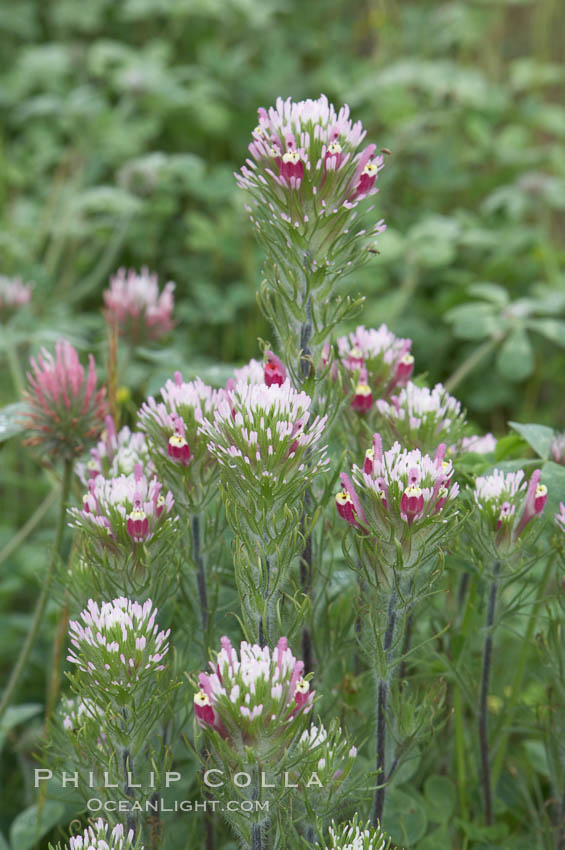 Purple owls clover blooms in spring. San Elijo Lagoon, Encinitas, California, USA, Castillejo exserta, natural history stock photograph, photo id 11525