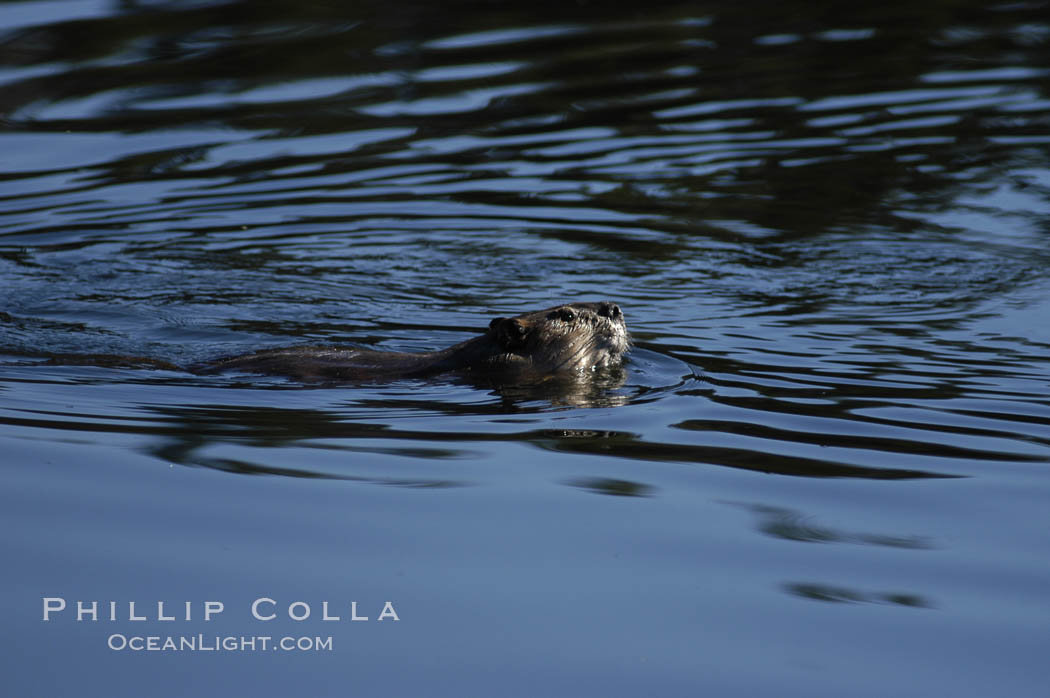 A beaver swims on Heron Pond. Grand Teton National Park, Wyoming, USA, Castor canadensis, natural history stock photograph, photo id 07337