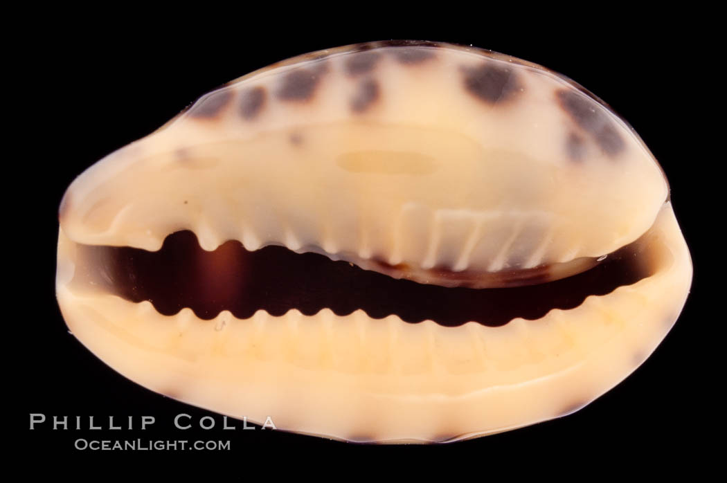 Cat Cowrie., Cypraea felina fabula, natural history stock photograph, photo id 08499