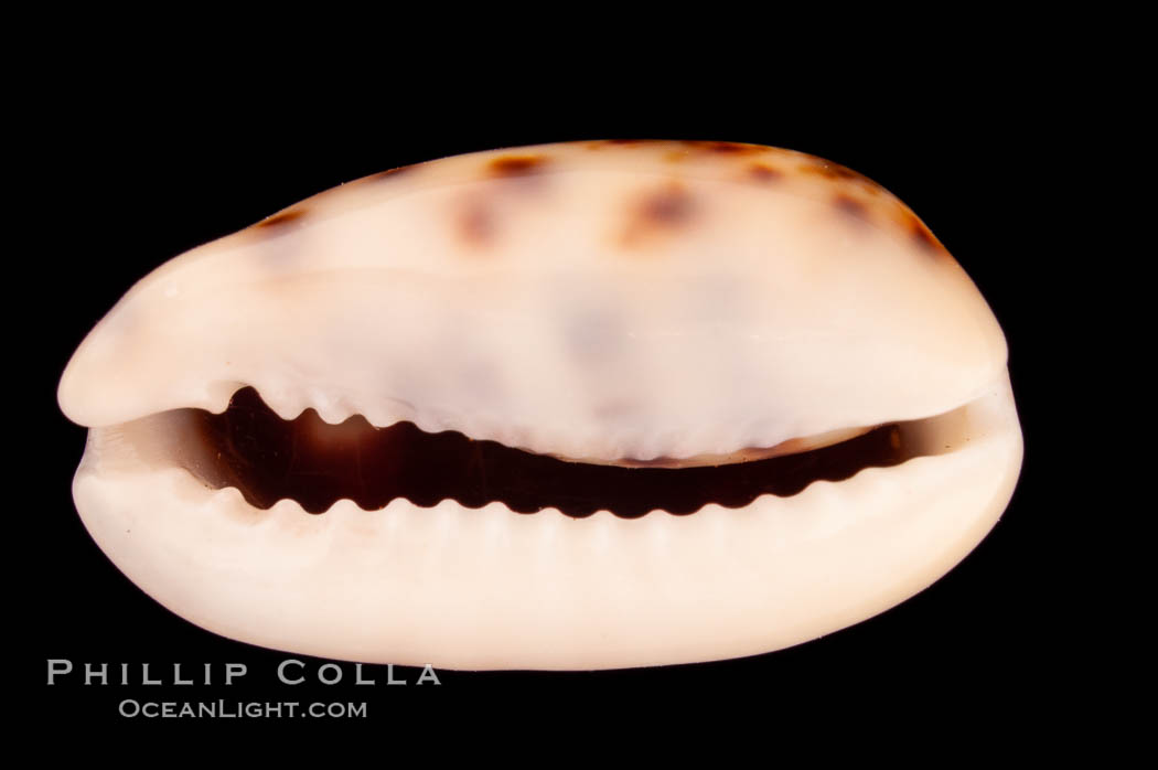 Cat Cowrie., Cypraea felina, natural history stock photograph, photo id 08134