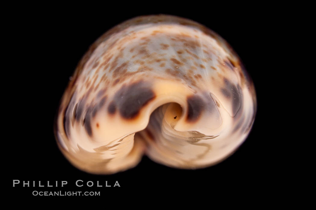 Cat Cowrie., Cypraea felina fabula, natural history stock photograph, photo id 08501