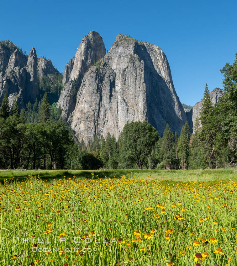 Cathedral Rocks and wildflowers in spring, Yosemite National Park. California, USA, natural history stock photograph, photo id 36357