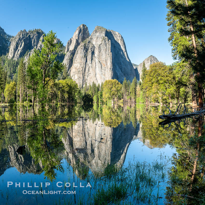 Cathedral Rocks reflected in a meadow flooded by the Merced River, historical snowmelt following record snowfall floods Yosemite Valley in May 2023. Yosemite National Park, California, USA, natural history stock photograph, photo id 39375
