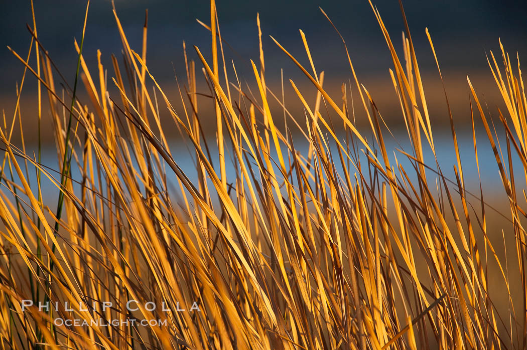 Cattails. Batiquitos Lagoon, Carlsbad, California, USA, natural history stock photograph, photo id 18556