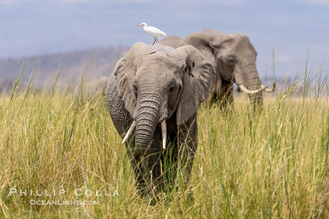 Cattle Egret on African Elephant, Amboseli National Park. Kenya, Loxodonta africana, natural history stock photograph, photo id 39563