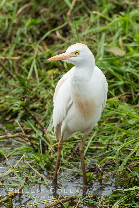 Cattle egret. Amboseli National Park, Kenya, Bubulcus ibis, natural history stock photograph, photo id 29579