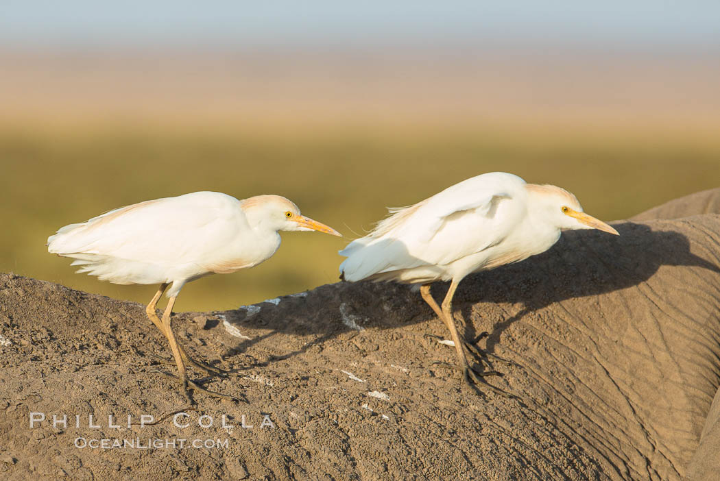 Cattle egrets on elephant. Amboseli National Park, Kenya, natural history stock photograph, photo id 29524