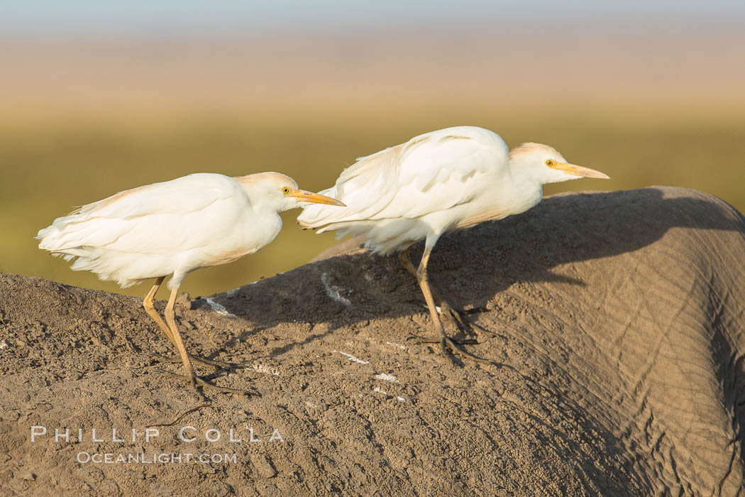 Cattle egrets on elephant. Amboseli National Park, Kenya, Bubulcus ibis, natural history stock photograph, photo id 29523