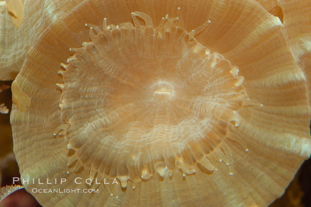 Trumpet coral., Caulastrea echinulata, natural history stock photograph, photo id 08708
