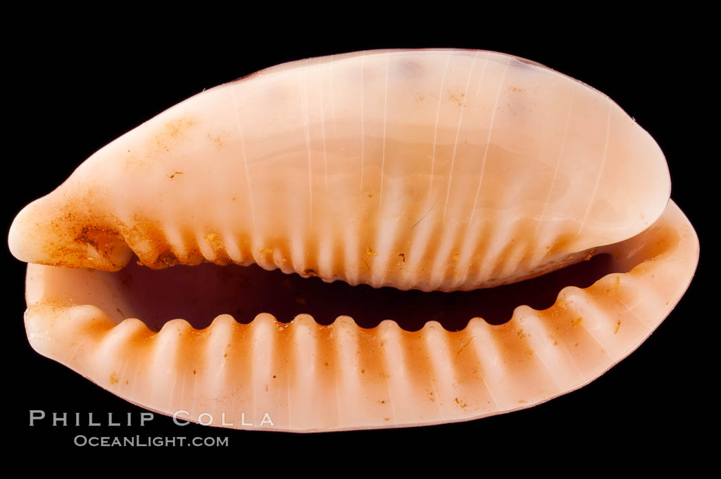 Caurica Cowrie., Cypraea caurica, natural history stock photograph, photo id 08394