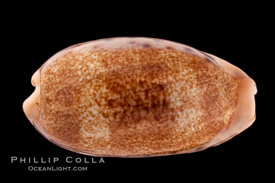 Caurica Cowrie., Cypraea caurica, natural history stock photograph, photo id 08377