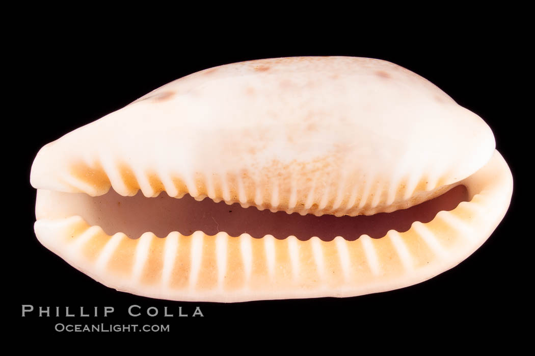 Caurica Cowrie., Cypraea caurica longior, natural history stock photograph, photo id 08142