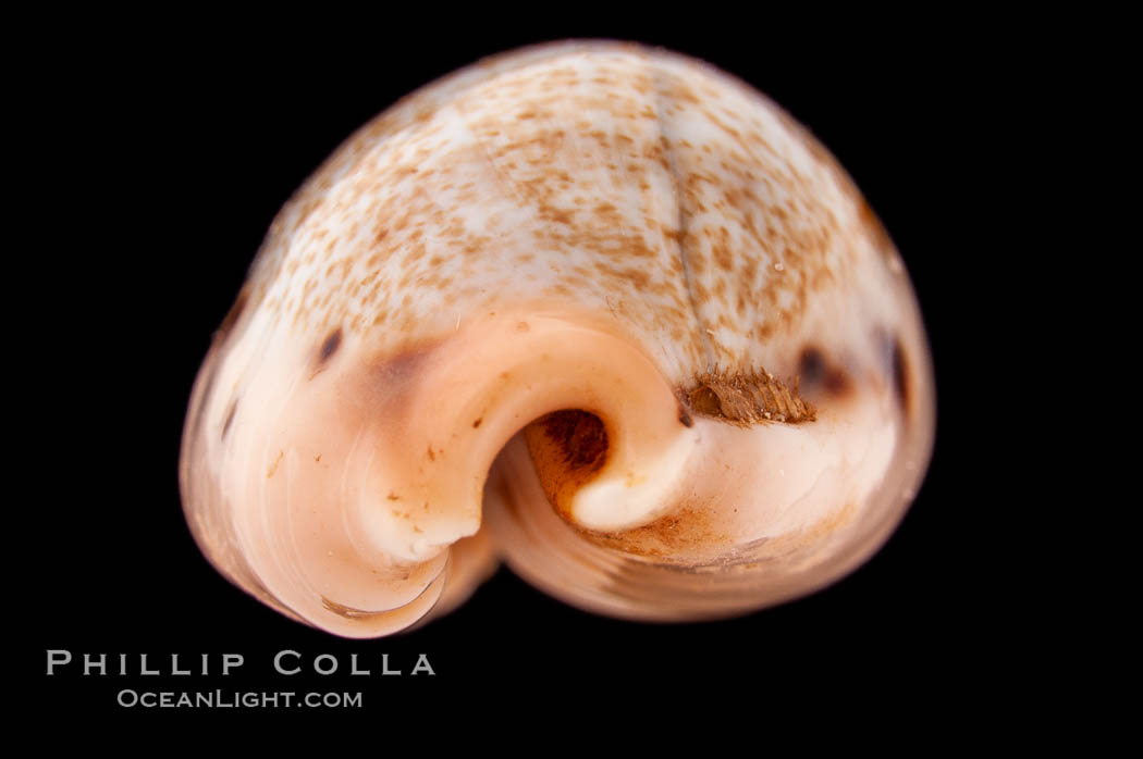 Caurica Cowrie., Cypraea caurica, natural history stock photograph, photo id 08396