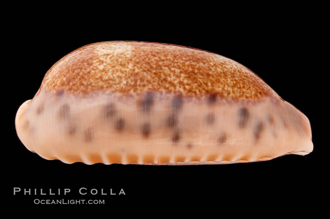 Caurica Cowrie., Cypraea caurica, natural history stock photograph, photo id 08379