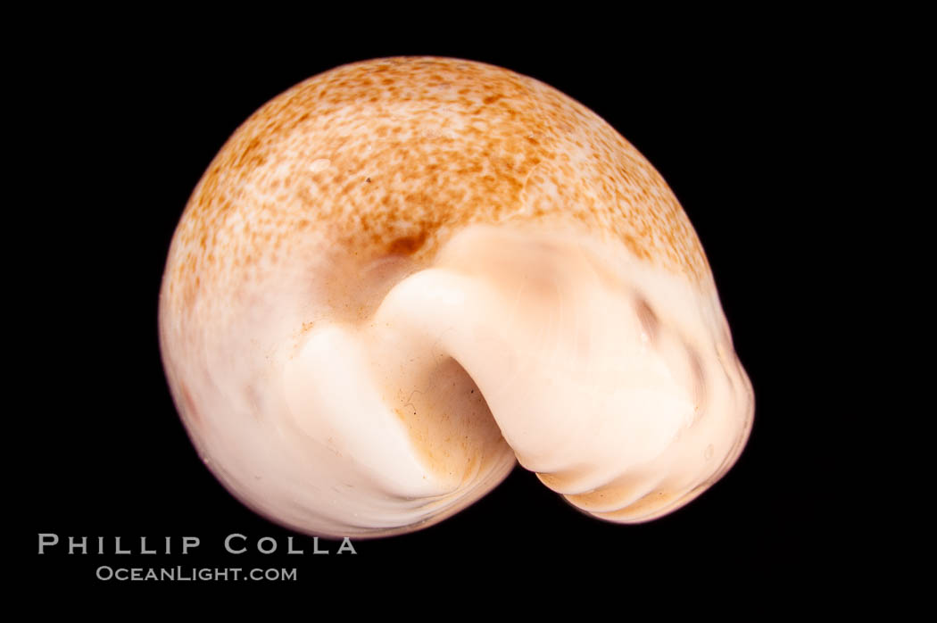 Caurica Cowrie., Cypraea caurica longior, natural history stock photograph, photo id 08145