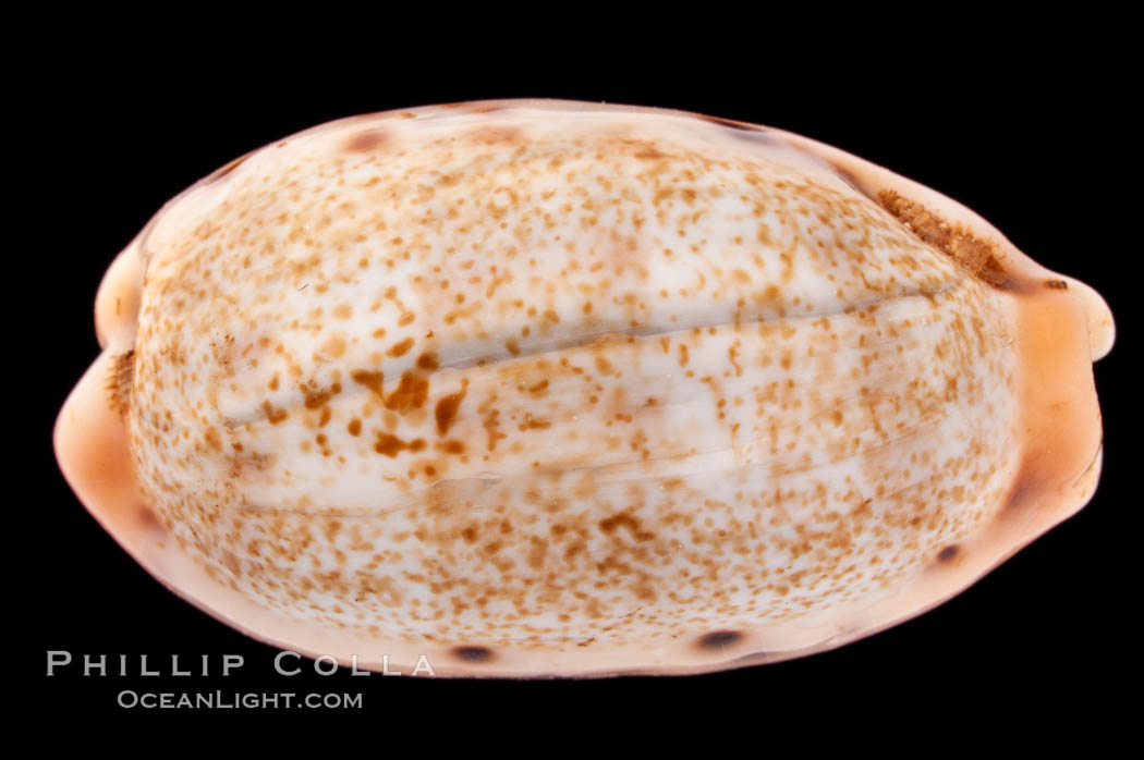 Caurica Cowrie., Cypraea caurica, natural history stock photograph, photo id 08393