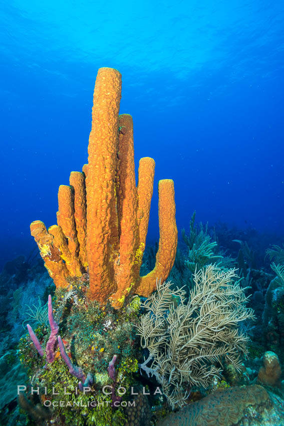 Cayman Islands Caribbean reef scene, Grand Cayman Island., natural history stock photograph, photo id 32182