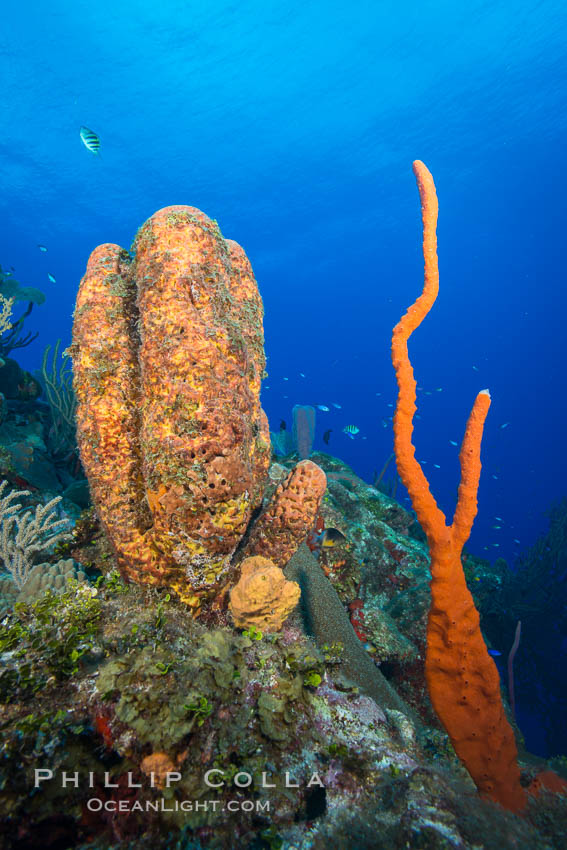 Cayman Islands Caribbean reef scene, Grand Cayman Island., natural history stock photograph, photo id 32242
