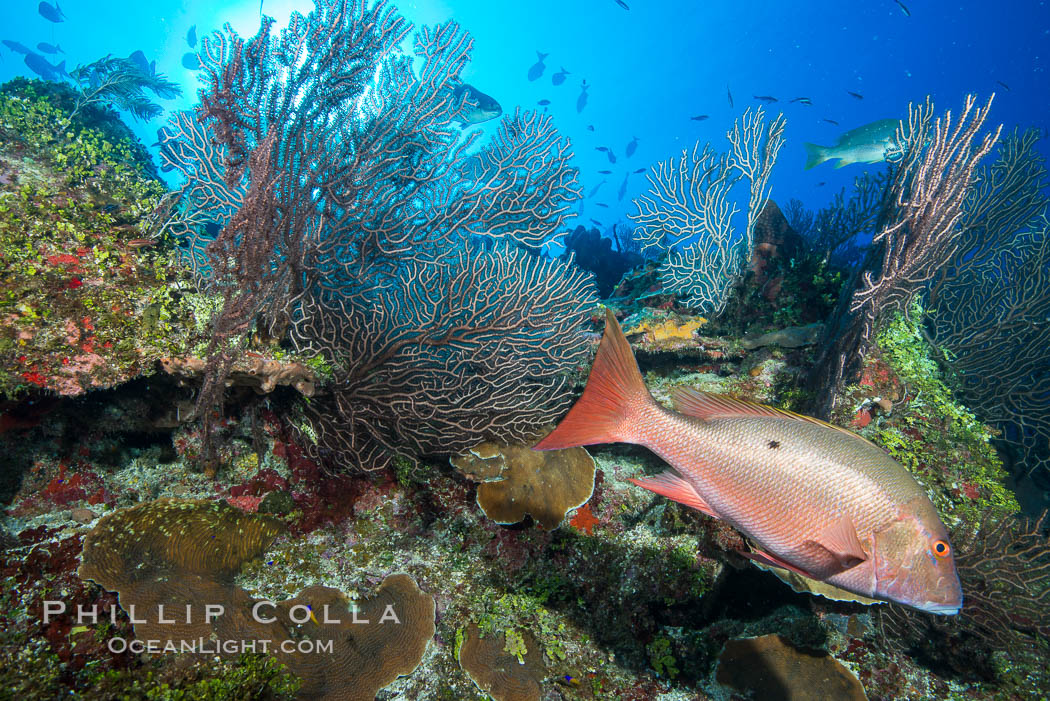 Cayman Islands Caribbean reef scene, Grand Cayman Island., natural history stock photograph, photo id 32052