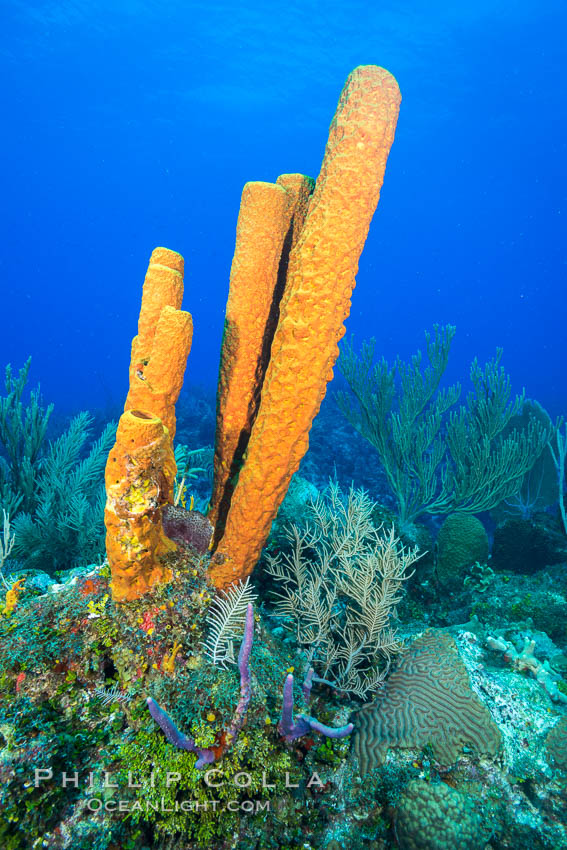 Cayman Islands Caribbean reef scene, Grand Cayman Island., natural history stock photograph, photo id 32183