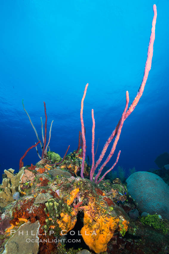 Cayman Islands Caribbean reef scene, Grand Cayman Island., natural history stock photograph, photo id 32239