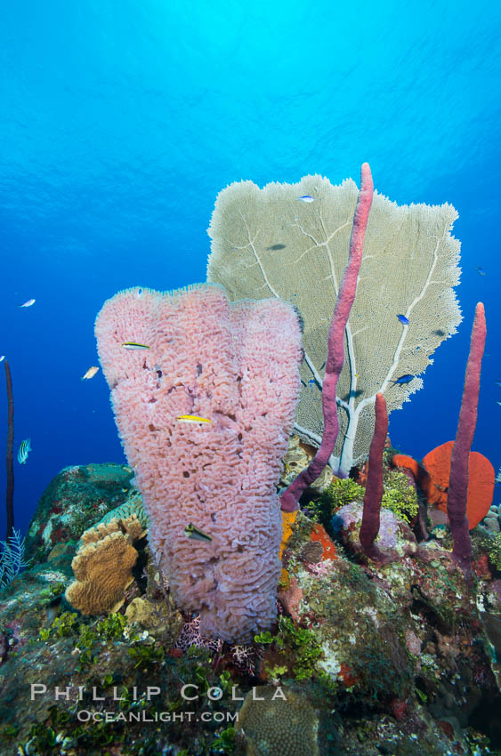 Cayman Islands Caribbean reef scene, Grand Cayman Island., natural history stock photograph, photo id 32243