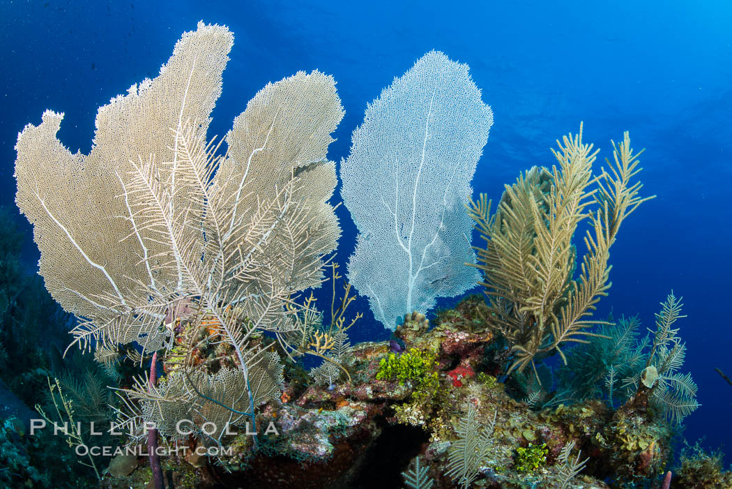 Cayman Islands Caribbean reef scene, Grand Cayman Island., natural history stock photograph, photo id 32129