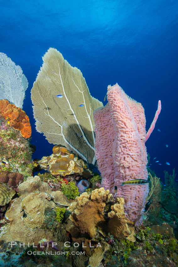 Cayman Islands Caribbean reef scene, Grand Cayman Island., natural history stock photograph, photo id 32241