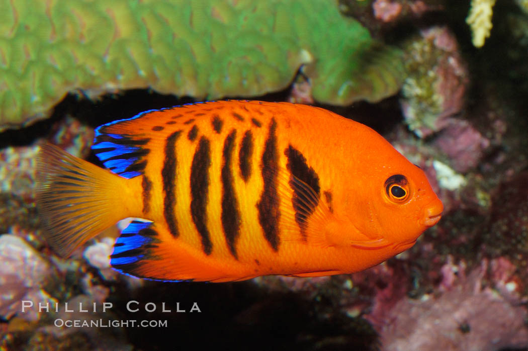 Flame angelfish., Centropyge loricula, natural history stock photograph, photo id 08667