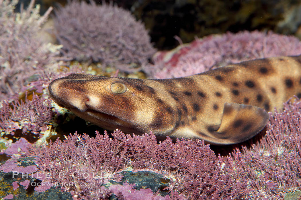 Juvenile swell shark., Cephaloscyllium ventriosum, natural history stock photograph, photo id 14551