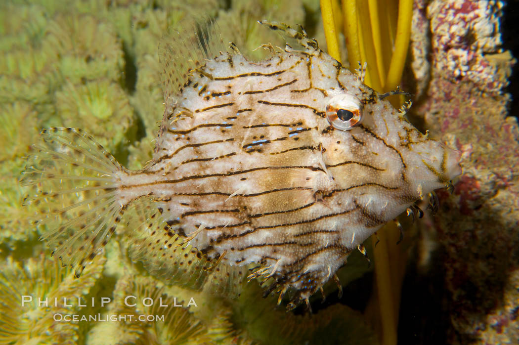 Leafy filefish., Chaetoderma penicilligera, natural history stock photograph, photo id 14502