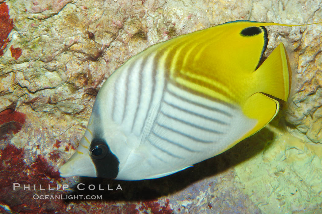 Threadfin butterflyfish., Chaetodon auriga, natural history stock photograph, photo id 09292