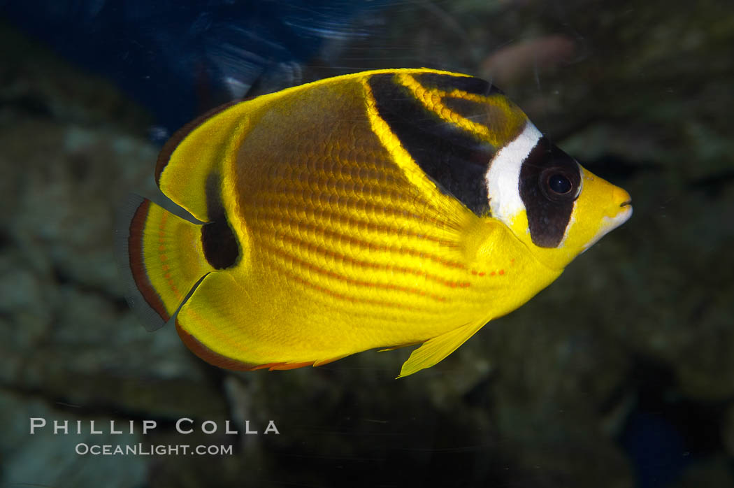 Raccoon butterflyfish., Chaetodon lunula, natural history stock photograph, photo id 13993