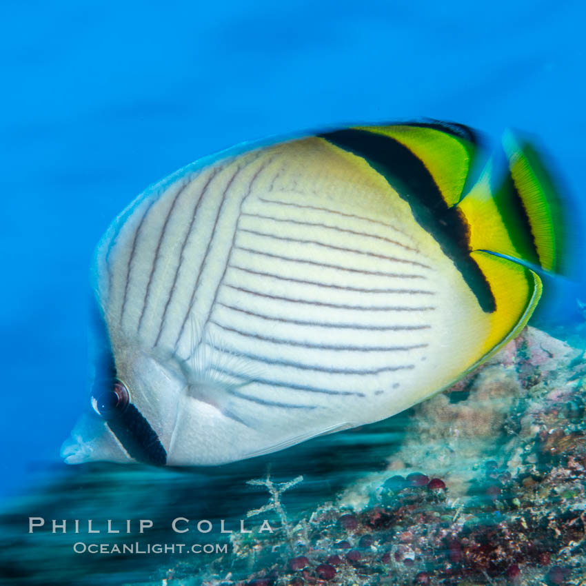 Chaetodon ulietensis Pacific double-saddle butterflyfish, Fiji. Namena Marine Reserve, Namena Island, Chaetodon ulietensis, natural history stock photograph, photo id 34996