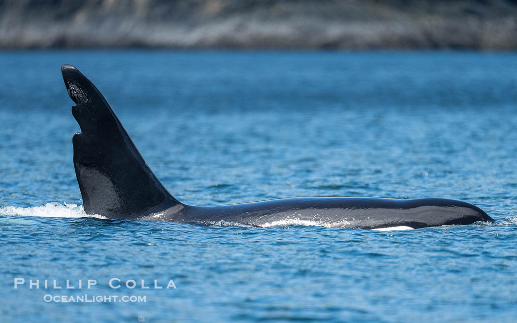 Chainsaw, an adult male killer whale. One the most recognizable orca in the Salish Sea, this male (born in 1978) has a massive dorsal fin with deep notches that resemble a saw blade., Orcinus orca, natural history stock photograph, photo id 41904
