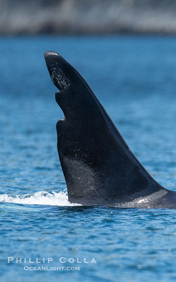 Chainsaw, an adult male killer whale. One the most recognizable orca in the Salish Sea, this male (born in 1978) has a massive dorsal fin with deep notches that resemble a saw blade., Orcinus orca, natural history stock photograph, photo id 41907