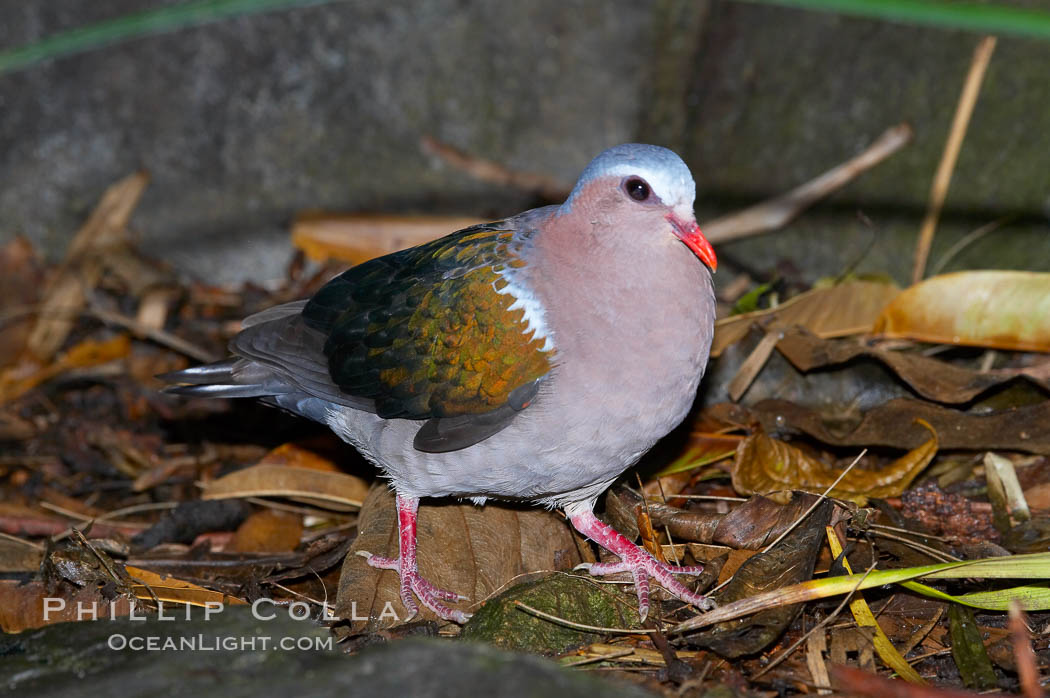 Emerald dove, native to Southeast Asia., Chalcophaps indica, natural history stock photograph, photo id 12753